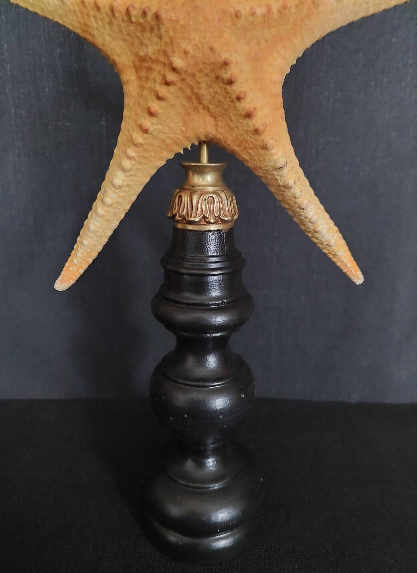 Cabinet of Curiosities starfish poraster superbus on base