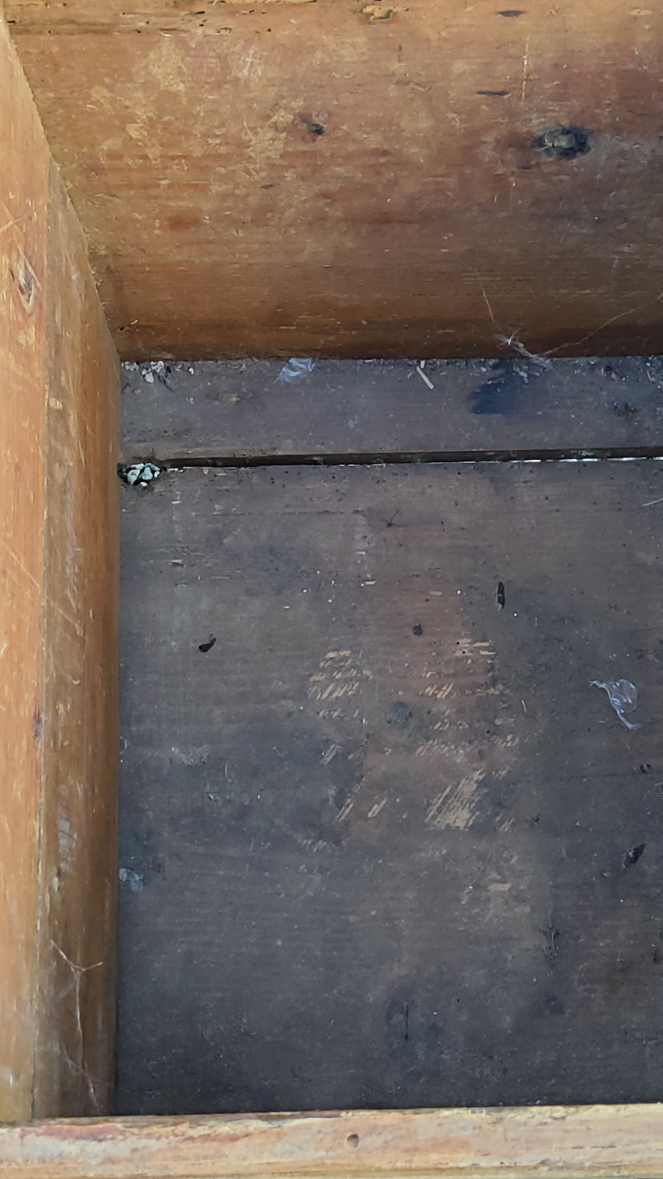 Alsatian polychrome wedding chest eighteenth -nineteenth century