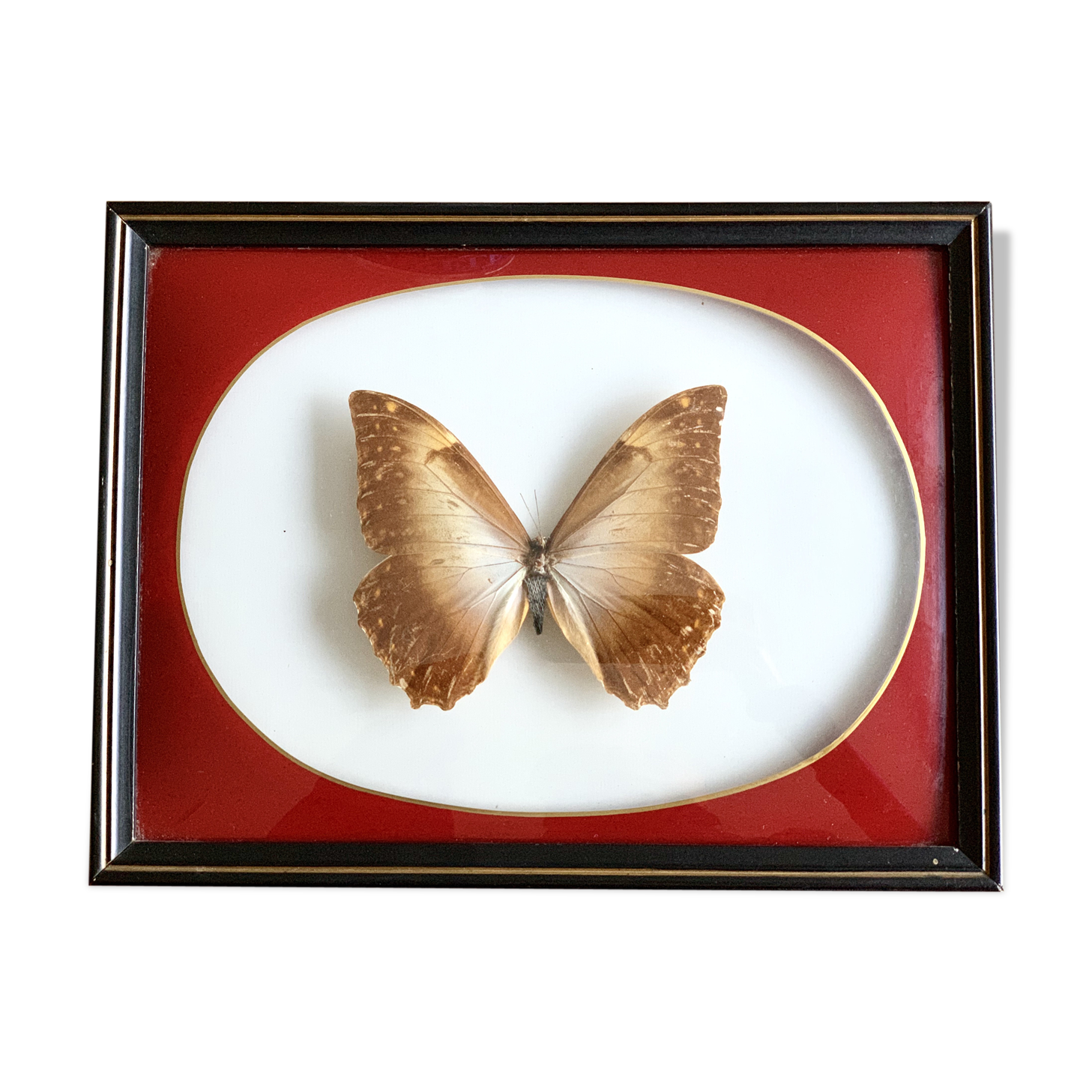 Naturalized Butterfly frame