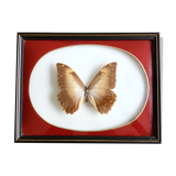 Naturalized Butterfly frame