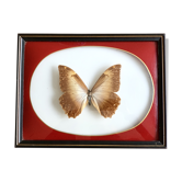 Naturalized Butterfly frame