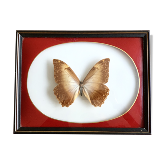 Naturalized Butterfly frame