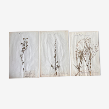 Set of 3 herbarium boards Deyrolle 19th century