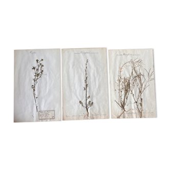 Set of 3 herbarium boards Deyrolle 19th century