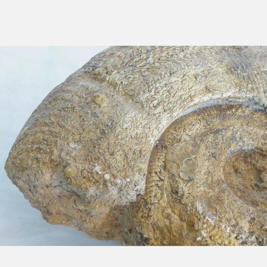 Fossil ammonite curiosity cabinet