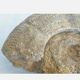 Fossil ammonite curiosity cabinet