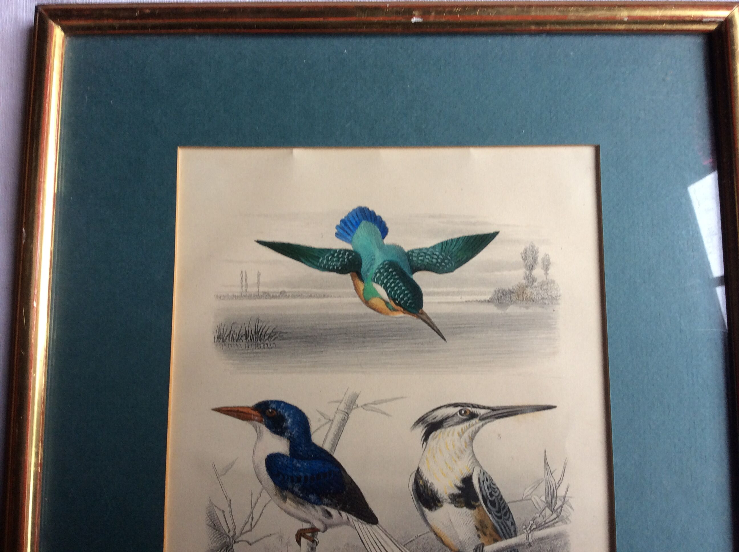 Bird engravings, bird illustration