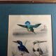 Bird engravings, bird illustration