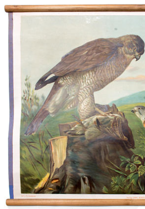 Affiche Wall Chart, buzzard, Th. Breidwiser pour Gerold & Sohn, 1879