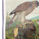 Affiche Wall Chart, buzzard, Th. Breidwiser pour Gerold & Sohn, 1879