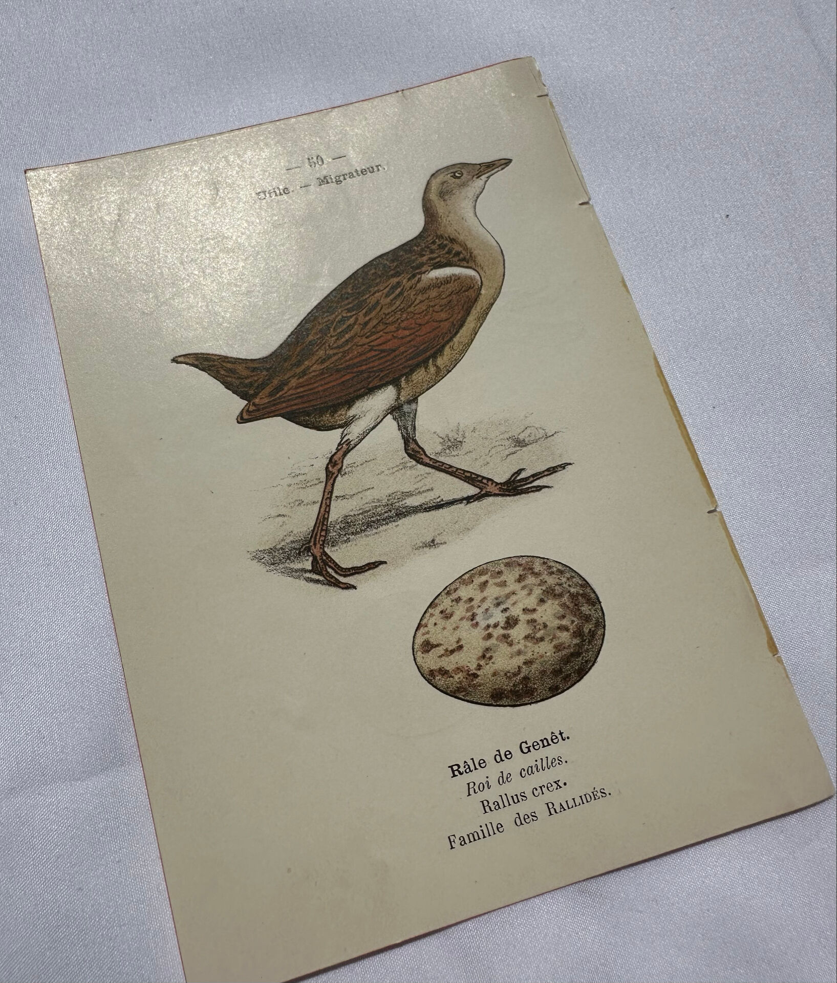 Planche Botanique Gravure oiseaux naturaliste  19eme recto verso  A