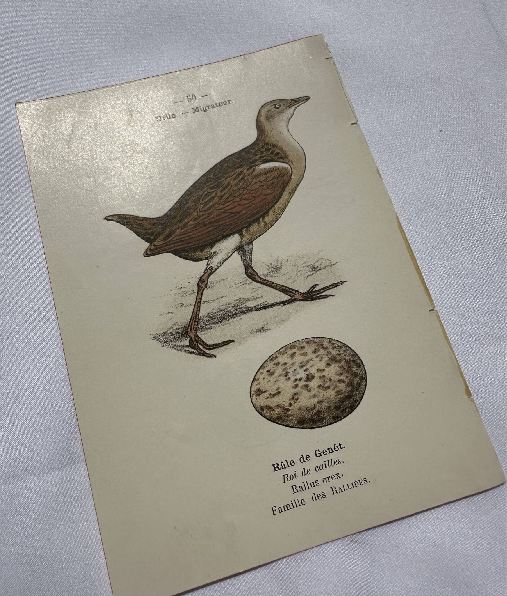 Botanical Plate Engraving of Birds, Naturalist, 19th Century, Double-sided A
