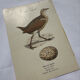 Planche Botanique Gravure oiseaux naturaliste  19eme recto verso  A