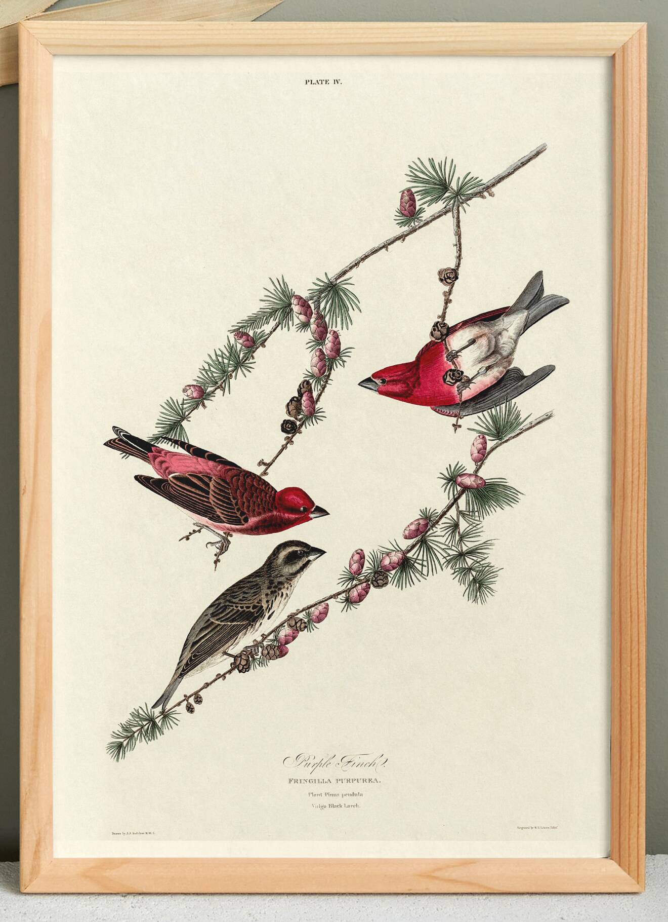 Poster about the Purple Rosefinch, based on an old engraving from 1827.