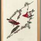 Poster about the Purple Rosefinch, based on an old engraving from 1827.