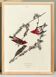Poster about the Purple Rosefinch, based on an old engraving from 1827.