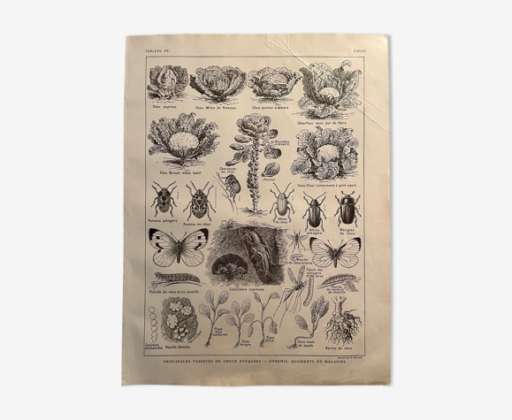Lithographie sur les choux de 1921