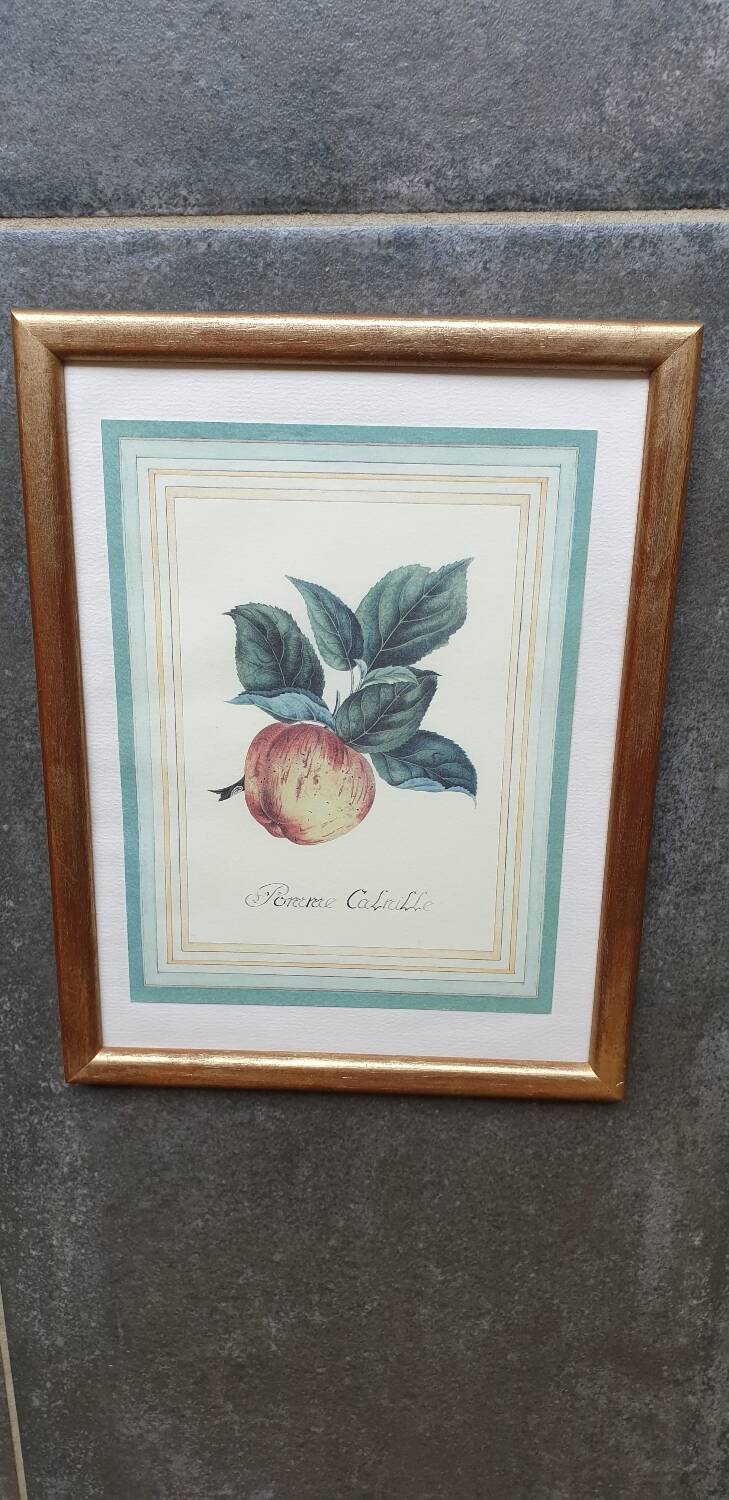 Calville apple botanical board
