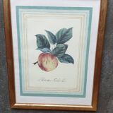 Calville apple botanical board