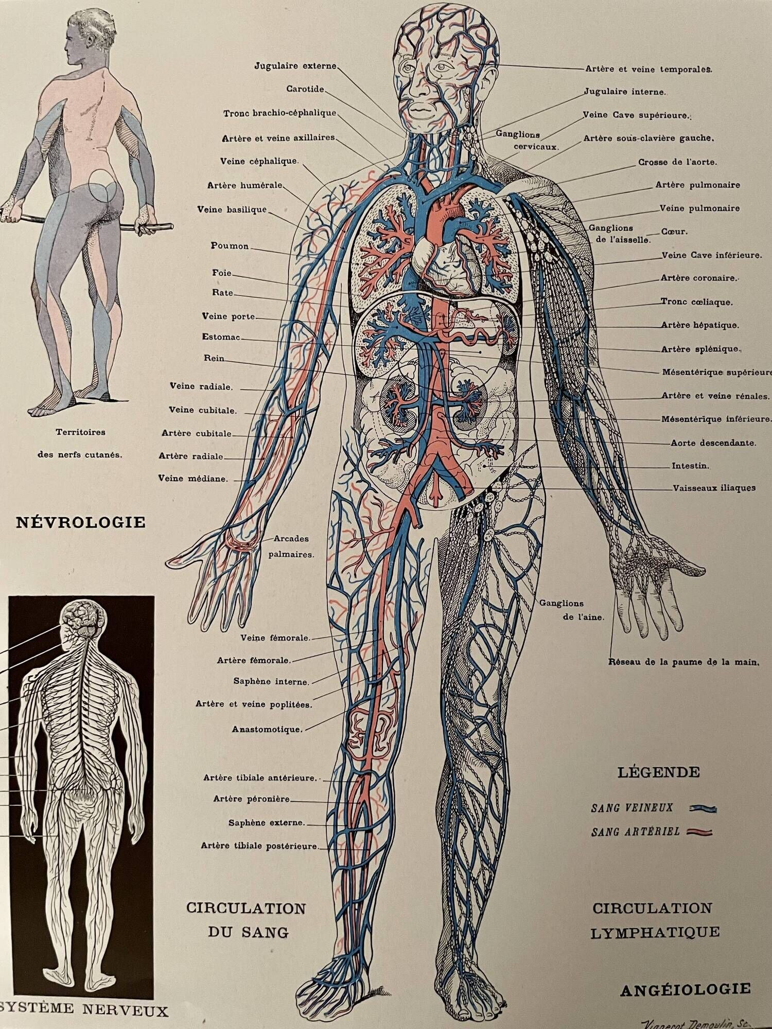 Lithograph engraving on the anatomy of 1928 (human body, skeleton)