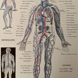 Lithographie gravure sur l'anatomie de 1928 (corps humain, squelette)