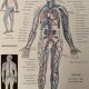 Lithograph engraving on the anatomy of 1928 (human body, skeleton)