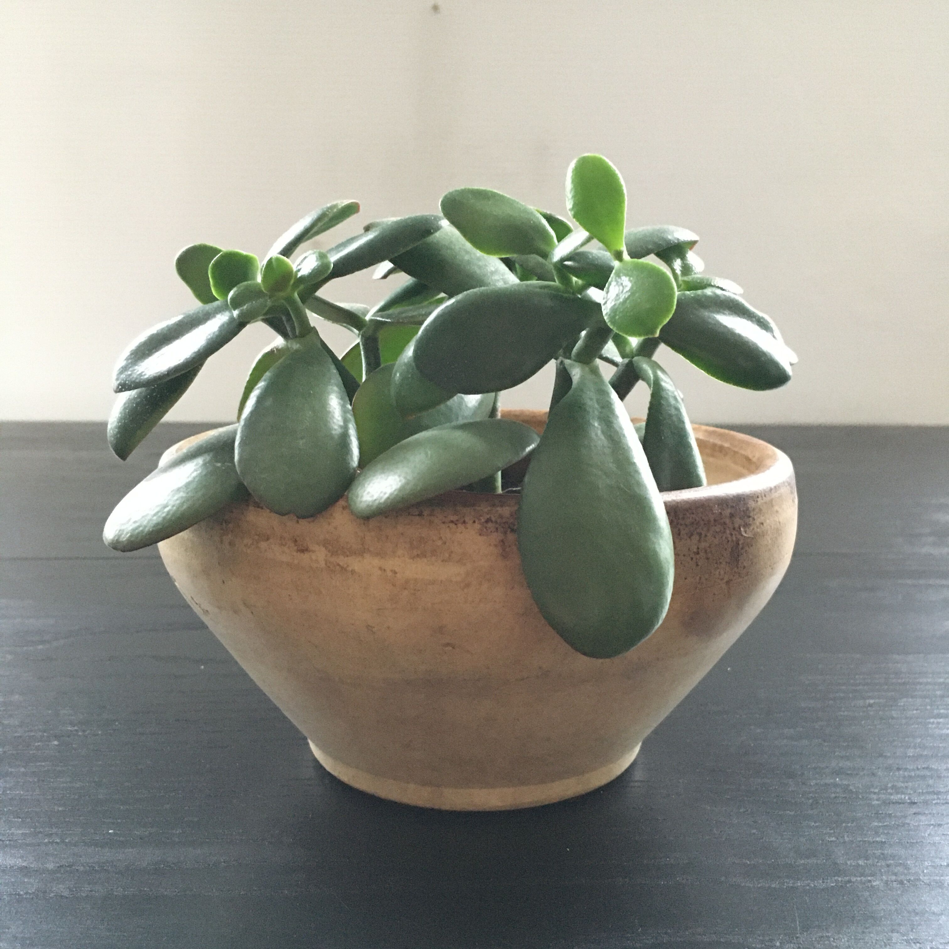 Old farmer salad bowl