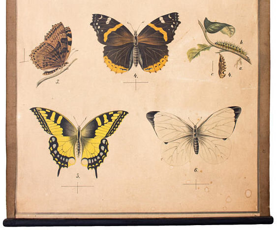 Tableau éducatif, papillon, lithographie, 1914