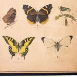 Tableau éducatif, papillon, lithographie, 1914