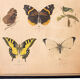 Educational painting, butterfly, lithograph, 1914