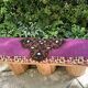 Banc structure bois - Assise Kantha