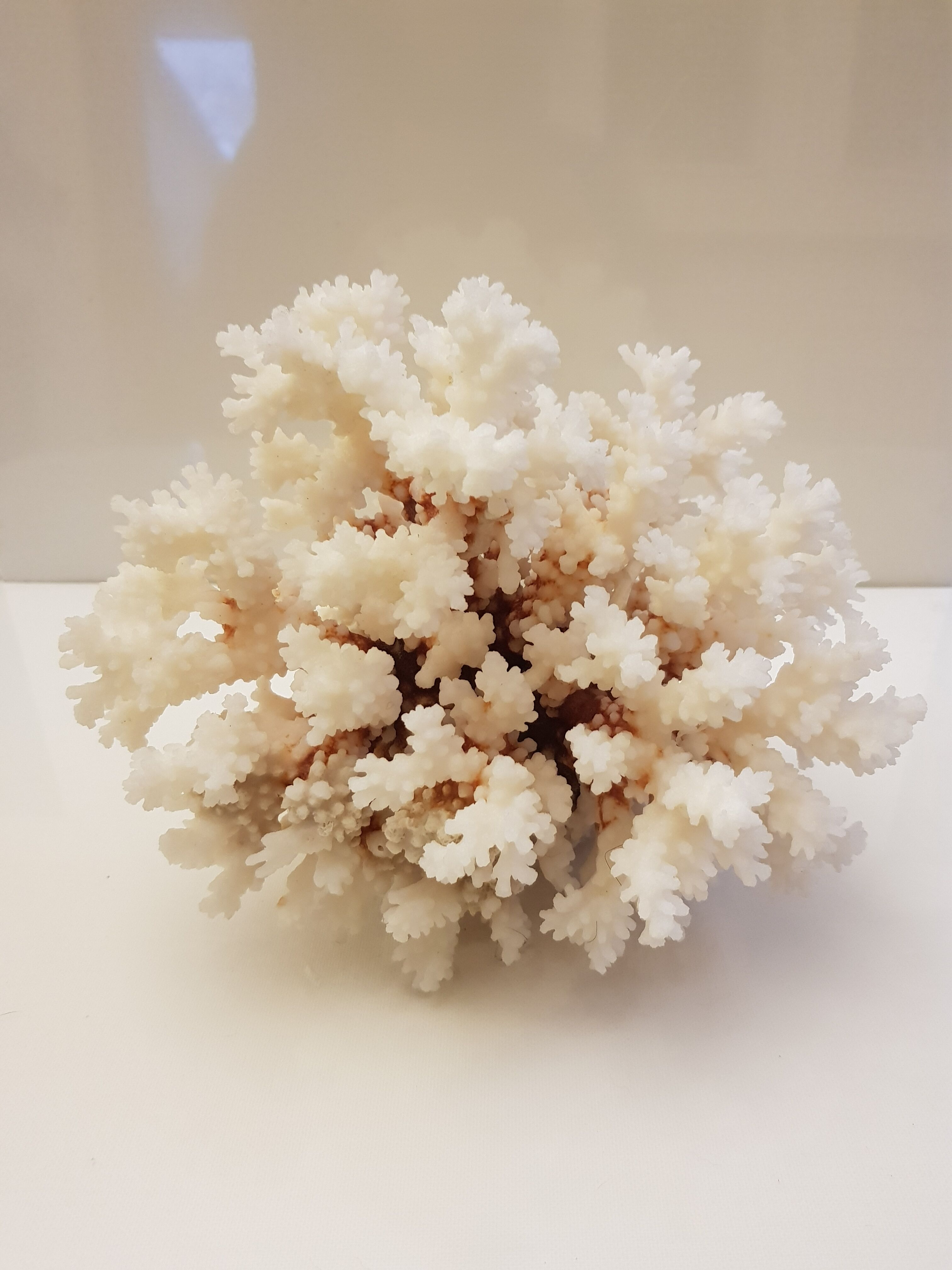 Coral 24 cm x 17