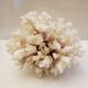 Coral 24 cm x 17