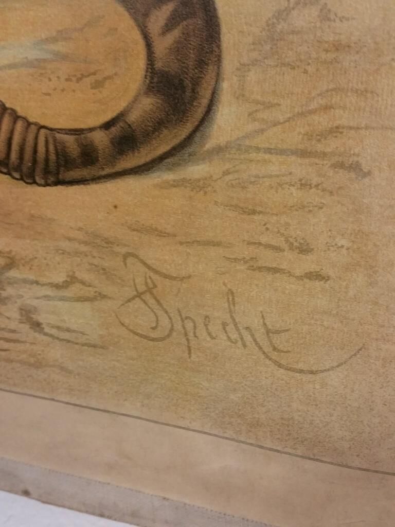 Affiche scolaire d'histoire naturelle