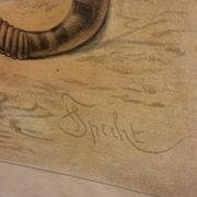 Affiche scolaire d'histoire naturelle