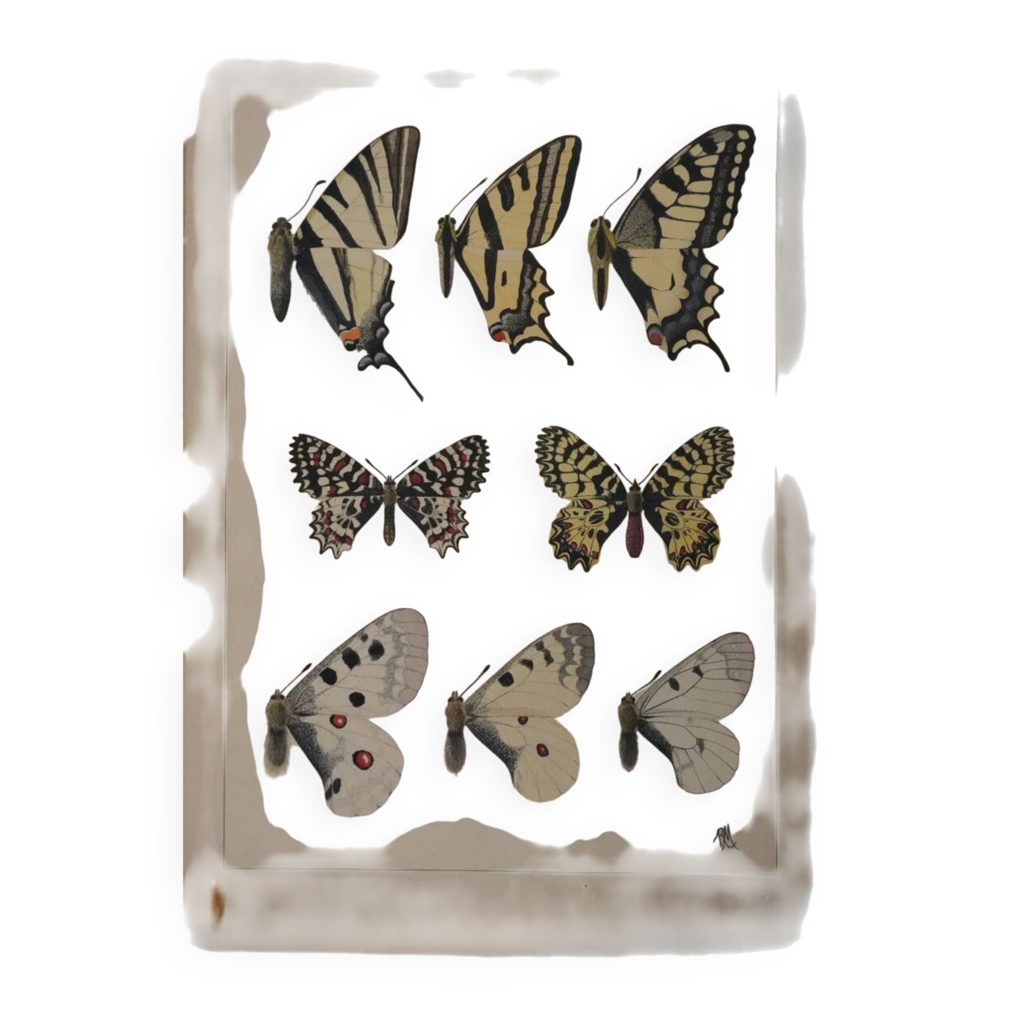 Roger metaye: yellow, black and white butterflies, original signed watercolour.