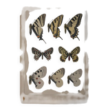 Roger metaye: yellow, black and white butterflies, original signed watercolour.