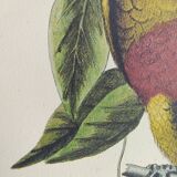 Old bird engraving - Parrot of Paradise of Cuba - Zoological plate by Seligmann & Catesby