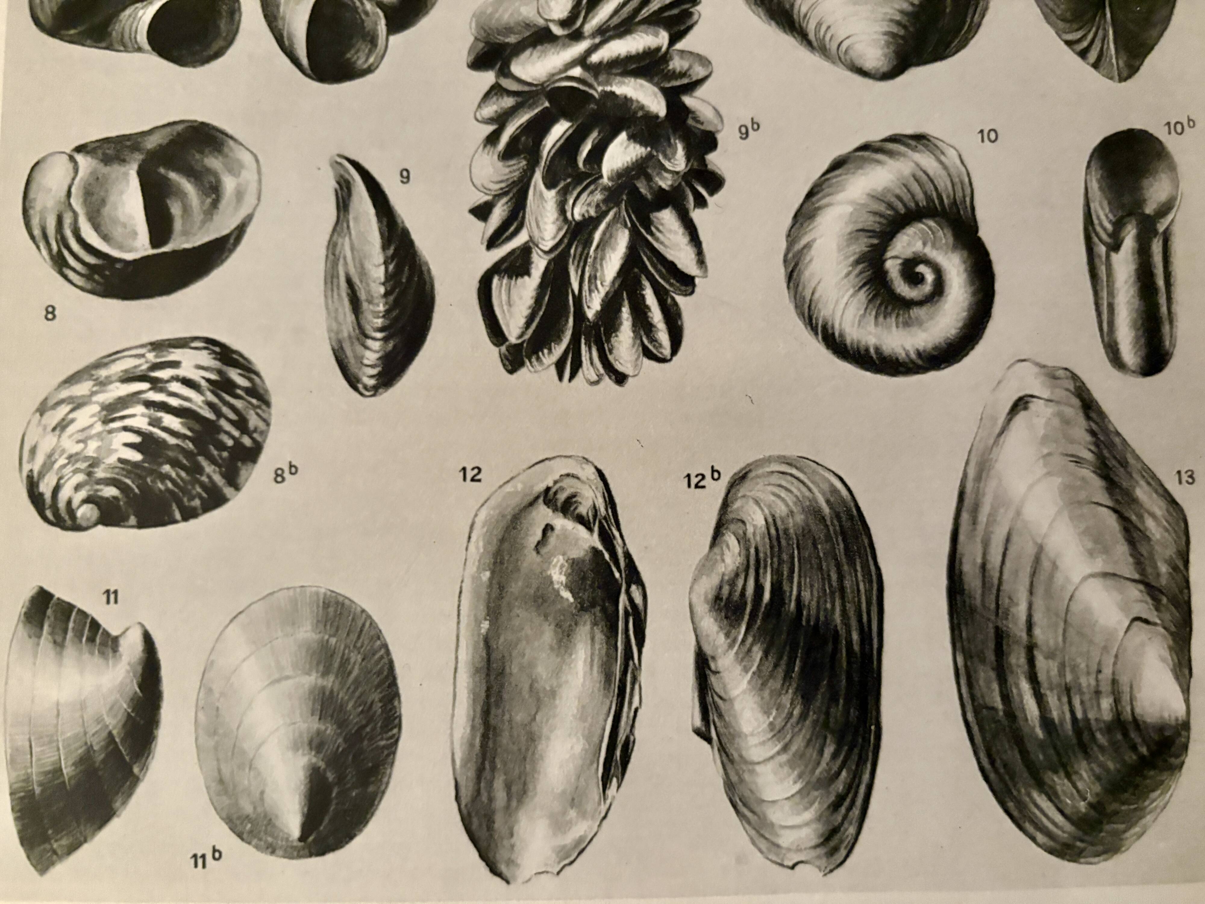 Illustrated plate on shells (freshwater molluscs) – 1950