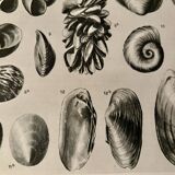 Planche illustrée sur les coquillages (mollusques d'eau douce) – 1950
