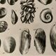 Illustrated plate on shells (freshwater molluscs) – 1950