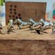 Chrome-plated metal knife holder - Racehorses