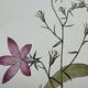 Vintage botanical lithograph naturalist plate France