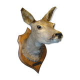 Hunting trophy