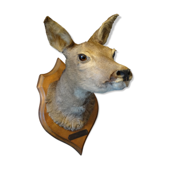 Hunting trophy