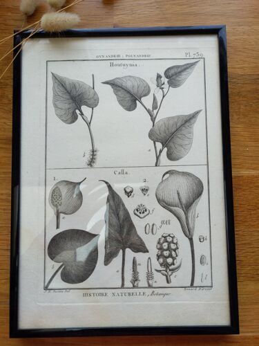 Estampe planche gravure botanique vintage Arum