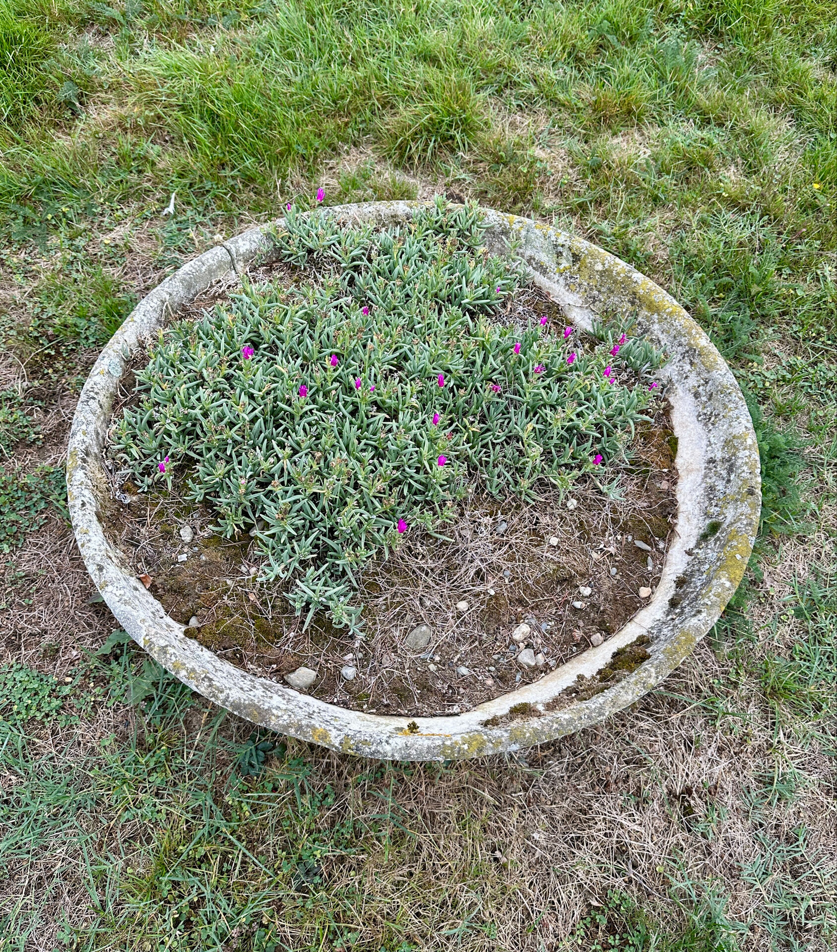 Old planter, pedestal basin by Willy Guhl
