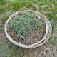 Old planter, pedestal basin by Willy Guhl