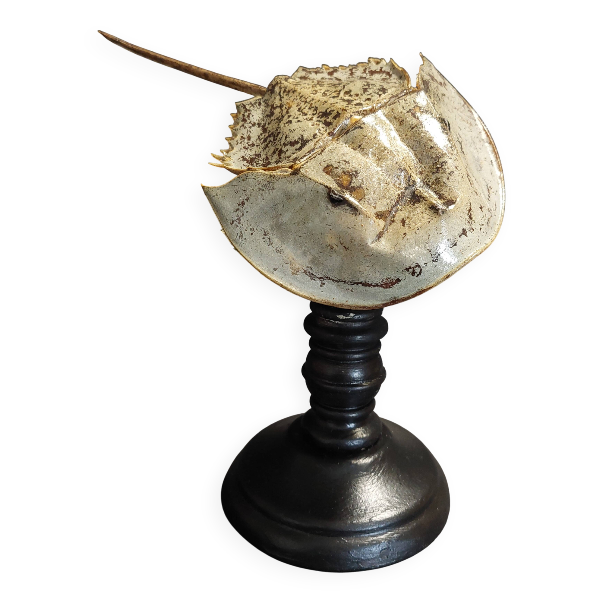 Cabinet de Curiosités limule limulus polyphemus sur socle