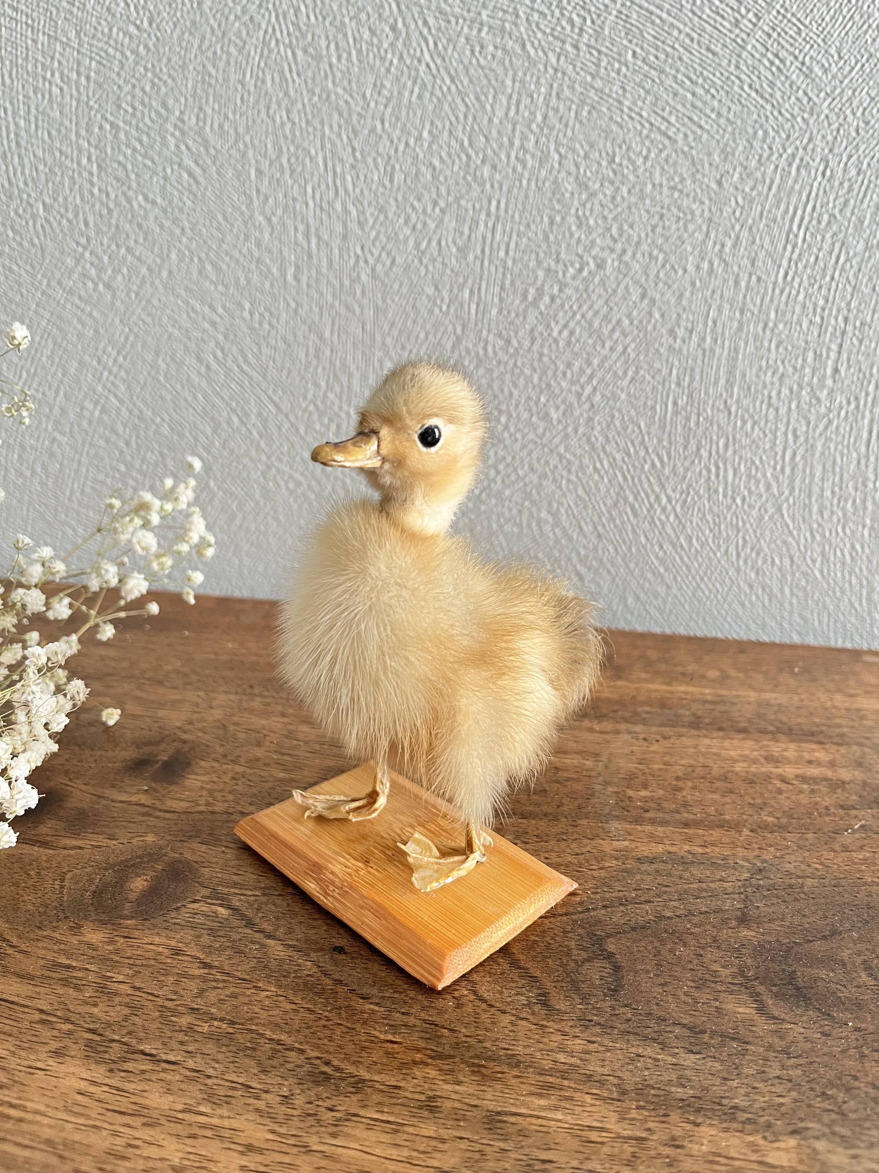 Taxidermy - Stuffed duckling